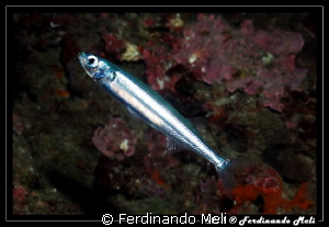 Simple shot of a very nervous fish (Atherina sp.). by Ferdinando Meli 